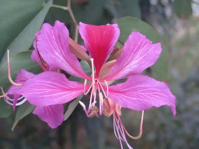 紫荆花.香港的市花!