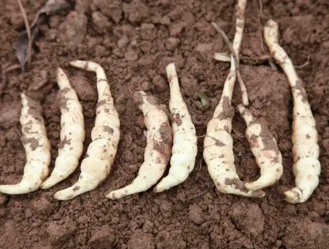 虫草参的功效与主治