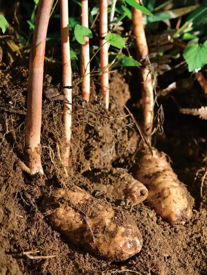 贵州天麻.天麻又名赤箭,独摇芝,离母,合离草,神草,鬼督邮, - 抖音