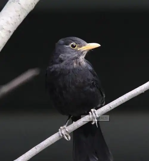 请问这是什么鸟