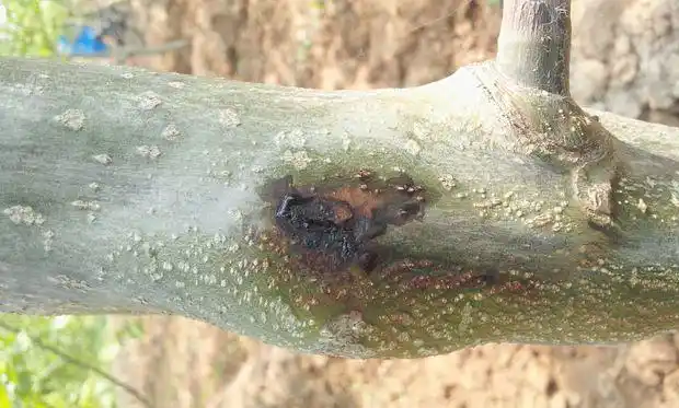 请问核桃树树干上长褐色的斑,黑心,还向外流水是什么病?