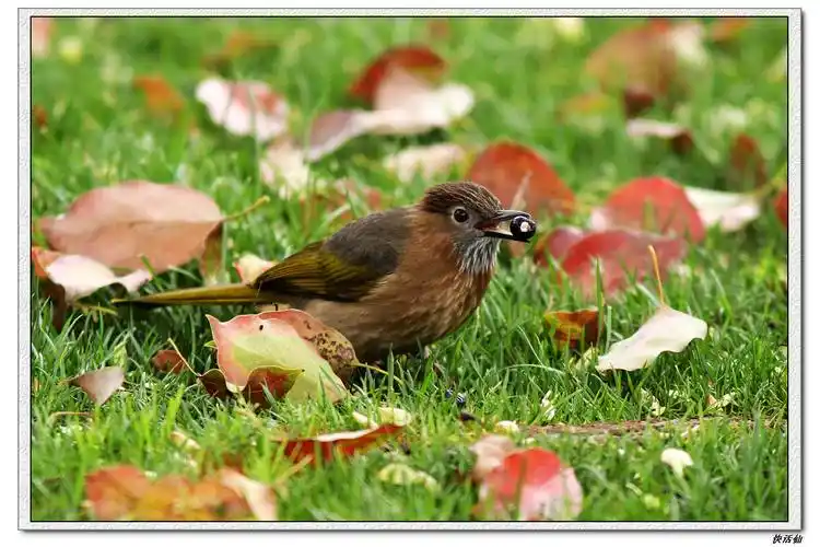 绿翅短脚鹎吃香樟果