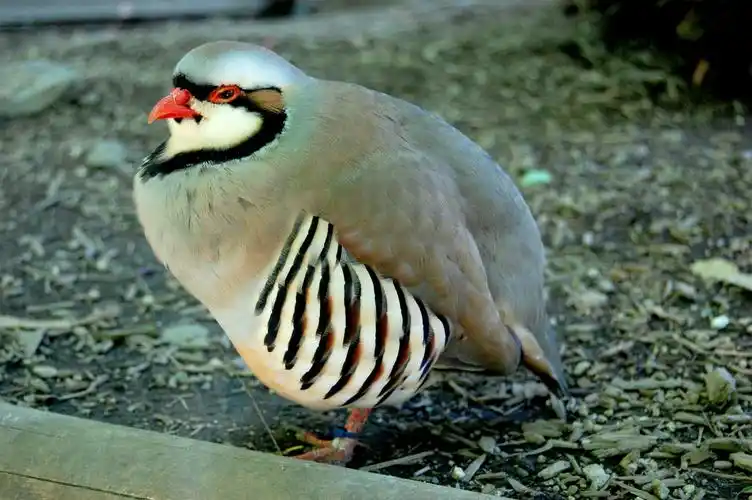 可爱的鹧鸪图片1280x1024分辨率下载,可爱的鹧鸪图片,图片,壁纸,动物