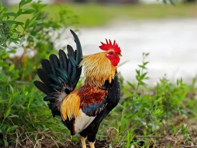 养什么动物招财又辟邪(养什么动物招财又辟邪)