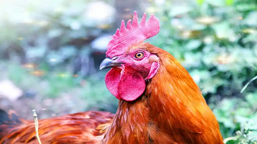 【雄鸡摄影图片】六盘水生态摄影_云随风走911_太平洋电脑网摄影部落