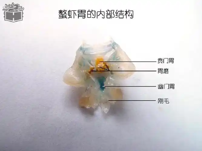 螯虾的解剖ppt
