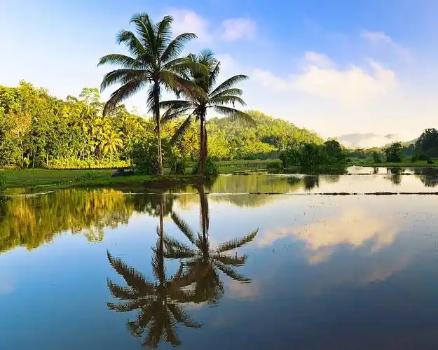 斯里兰卡美丽的自然风光,树木,棕榈树,水中的倒影 640x1136 iphone 5/