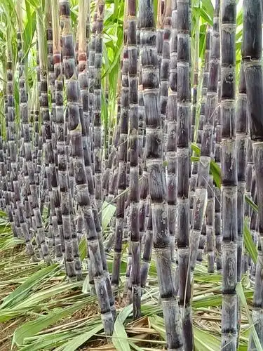 北方甘蔗昼夜温差大糖分积累多脆甜多汁爽口