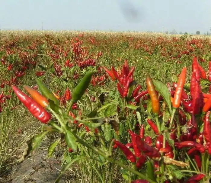 朝天椒 - 热门商品专区