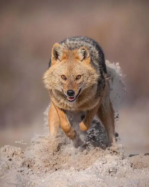 胡狼##犬科动物##野生动物