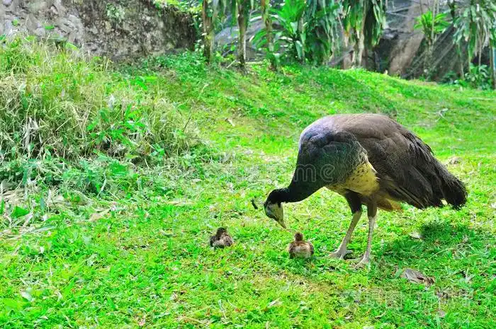 一只雌孔雀和她的两只小鸡