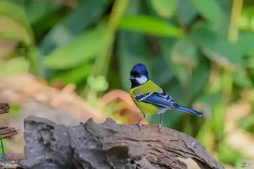 绿背山雀,祝鸟友们元旦快乐!
