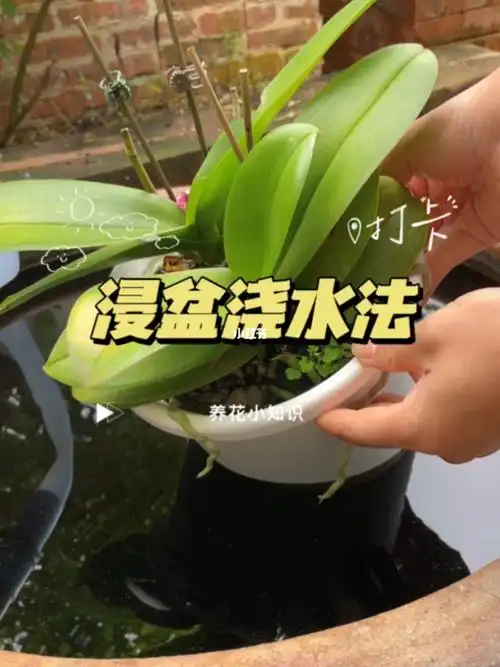 干透浇透的浸盆浇水法