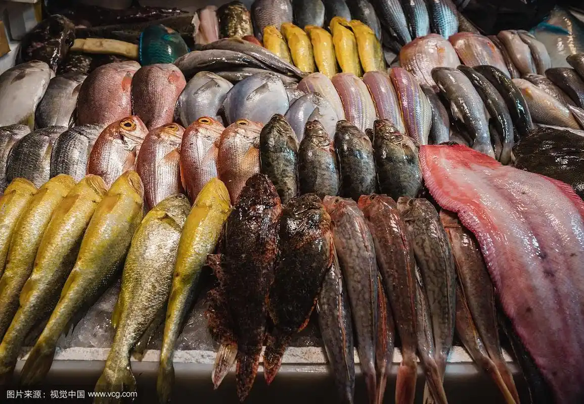 菜市场内摆放整齐的待出售的鱼