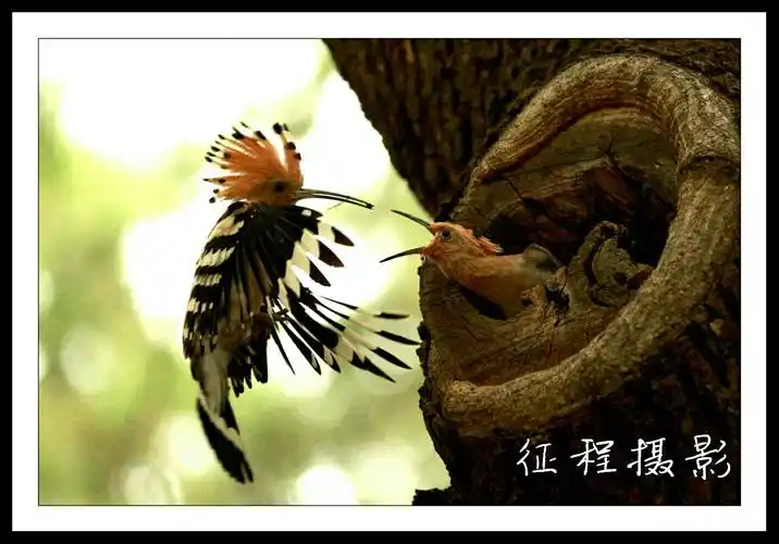 戴胜鸟自古以来就是宗教和传说的吉祥物之一,头戴凤冠,身披彩衣.