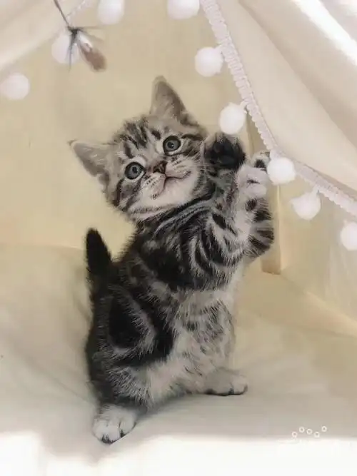 苏州春季以至温顺可爱的虎斑小猫咪送给心仪的她