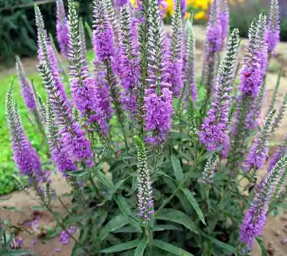 鼠尾草(原变种)