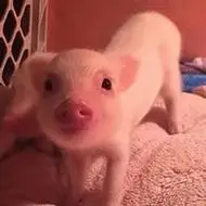 猪爸爸猪妈妈情侣头像