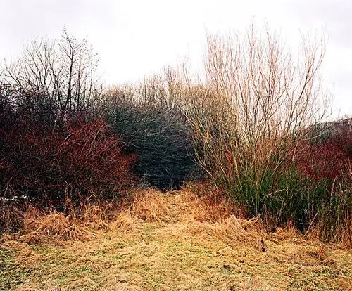 灌木丛图片_全景网
