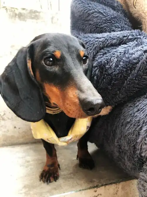 它像串的吗#腊肠犬