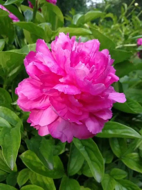 芍药,芍药科芍药属.