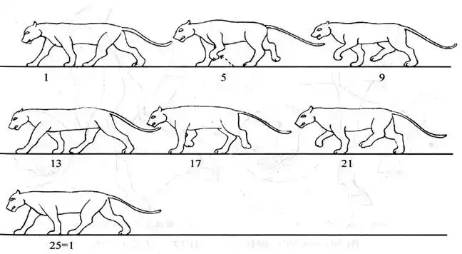 四足动物的走路特征