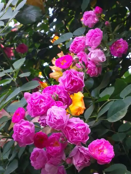 圣诞蔷薇--追忆的爱情.