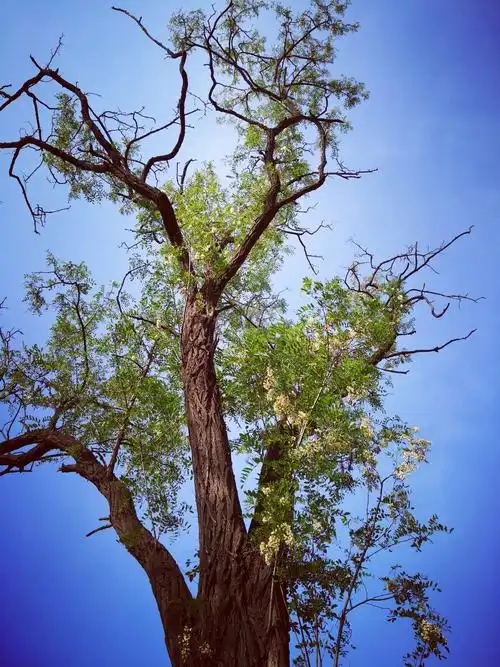 海涛的美篇一一槐花盛开时