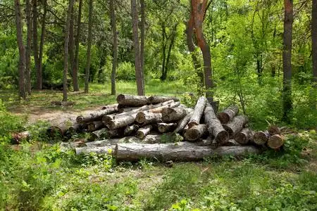 砍伐森林, 锯木的树木甲板, 全球变暖问题, 环境问题, 森林破坏宅片