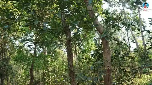 这个山头的百年古茶树只有手腕粗,价格却每年都在涨!