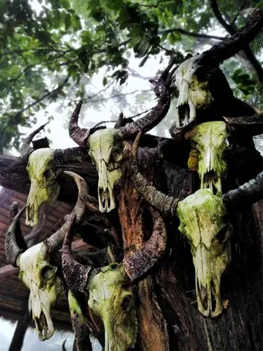 佤族牛头魂!摄影后期:林添福