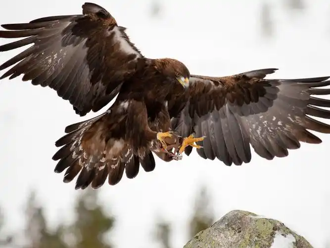 the golden eagle has a wingspan of almost seven and a half feet
