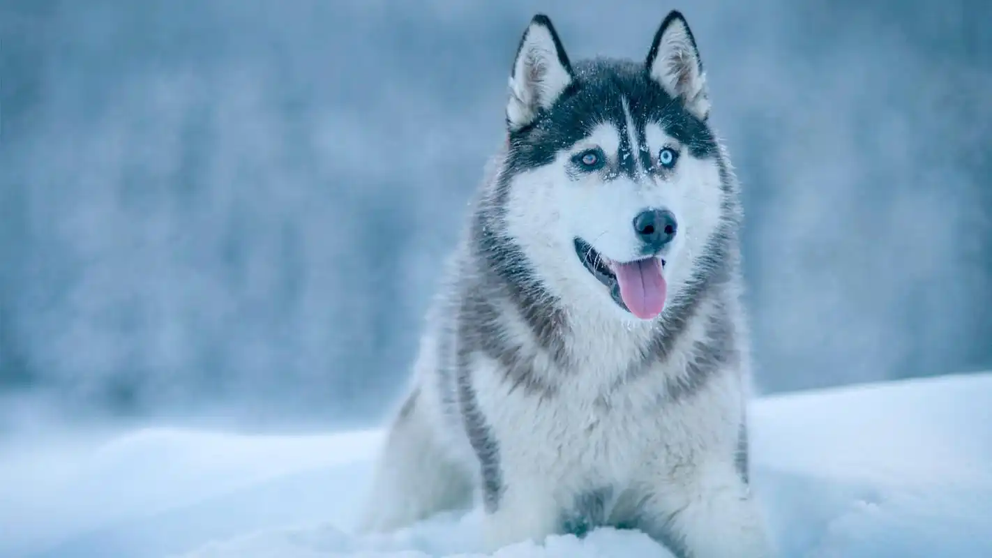 搞怪汪星人哈奇士呆萌高清图片桌面壁纸