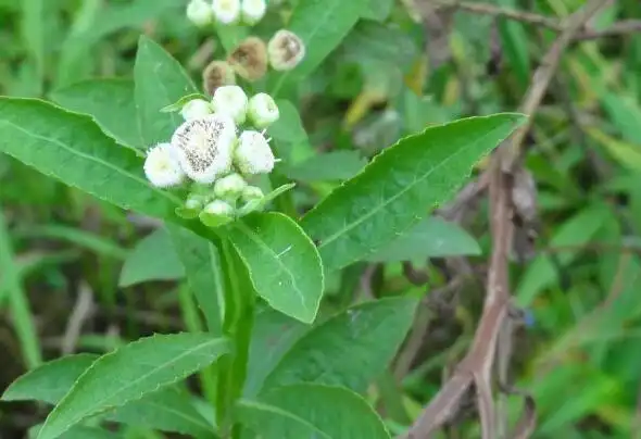 四方骨的功效与作用四方骨的药用价值
