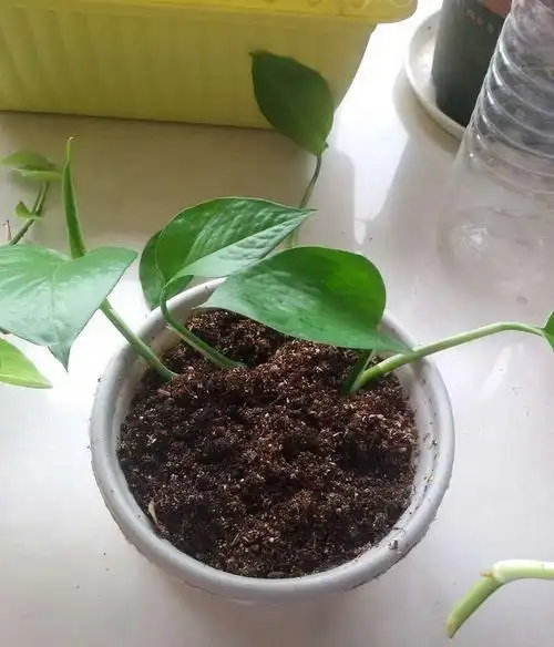 绿萝的繁殖方法土培法