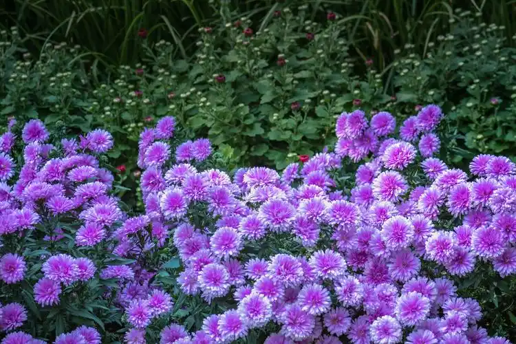 菊韵61紫色浪漫