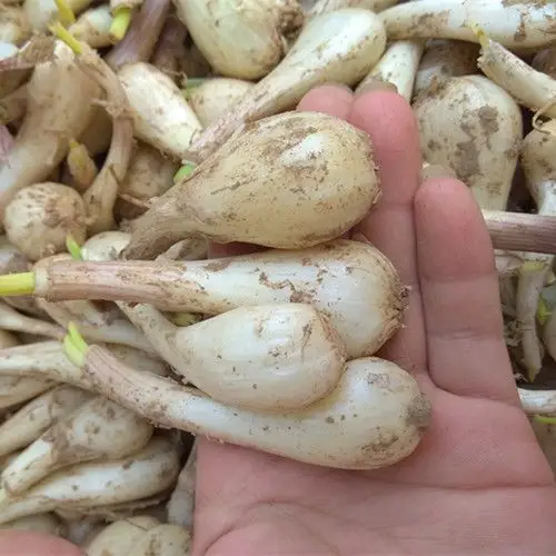 湖南特产新鲜蔬菜泡菜原材料藠头教头头带泥荞头其它