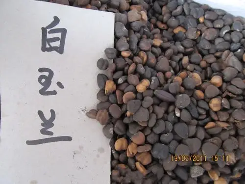 白玉兰种子在什么季节播种发芽率高白玉兰种子如何播种