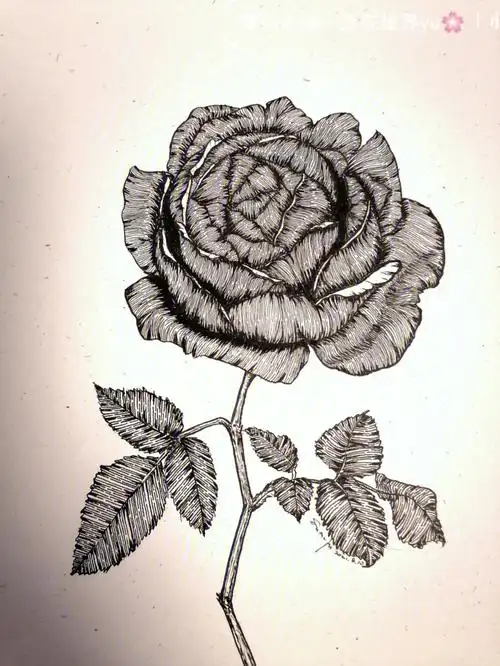 玫瑰线条画