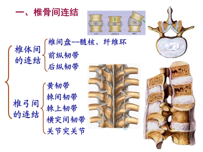 系解本科课件第八版《运动系统》脊柱.ppt