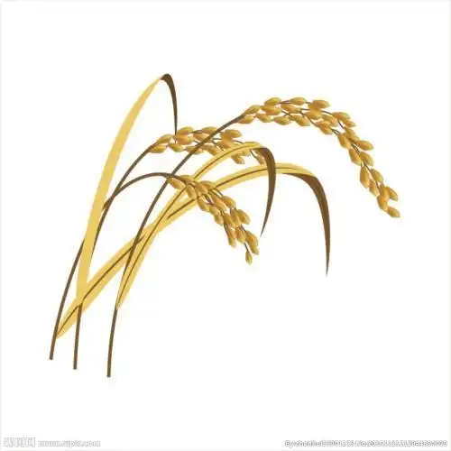 水稻简笔画水稻简笔画儿童画