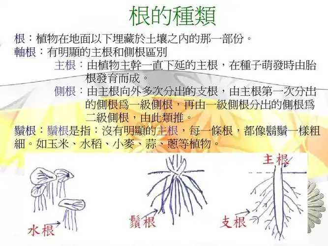 认识植物的根~~ppt