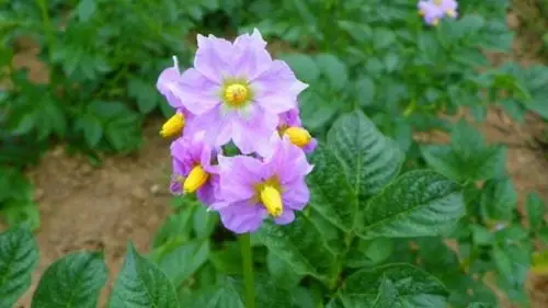 我家门前的土豆开花了 - 美篇