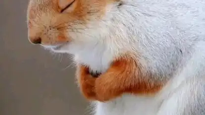 小动物爱睡觉,睡着了的小松鼠!