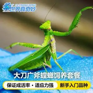 大刀广斧螳螂网红冷门适合学生小孩子可以养的宠物活物小型好养