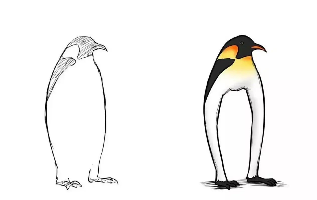 一直以为企鹅是小短腿,结果人家是大长腿,这一双大长腿不得了.