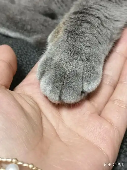 猫咪脚掌毛毛需要剪吗