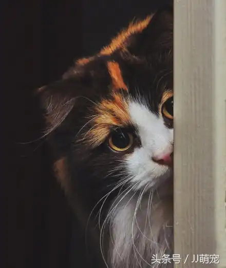 褴褛猫多少钱一只褴褛猫最新售价分享