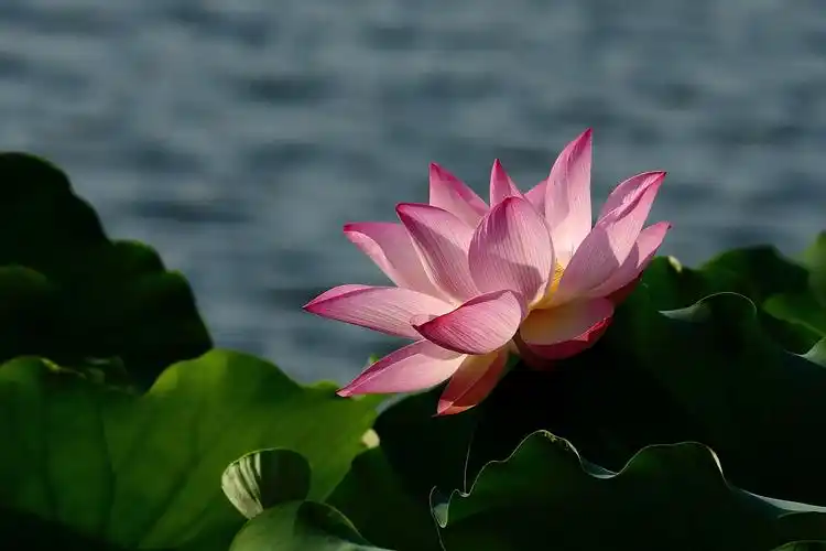 【荷花飘香(2)摄影图片】生态摄影_随缘随心_太平洋电脑网摄影部落