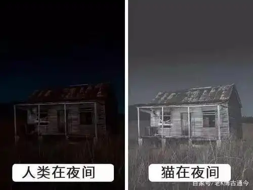 动物眼中的世界不光没有颜色,看到最后,颠覆三观!